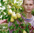Испытываем   новые сорта - Орская хроника