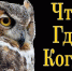 Призеры областной дистанционной игры «Что? Где? Когда?» - Торгово-технологический техникум
