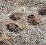На Большой поляне в Оренбурге просыпаются от зимней спячки рыжеватые суслики - Ural56.Ru