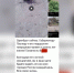 Журналист Красовский опубликовал видео с отравленными собаками и заявил, что сняты они были в Оренбурге. Администрация все отрицает - Ural56.Ru