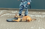 В «Старом городе» задержали «преступника»