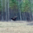 Лось с интересным окрасом. Фото: Бузулукский бор - Ural56.Ru
