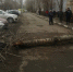 Упавшее дерево. Фото прокуратуры Оренбургской области - Ural56.Ru