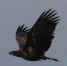 Кадр из видео полета императорского орла. Видео: заказник «Светлинский» - Ural56.Ru