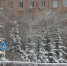 Ели после снегопада, фото из архива - Ural56.Ru