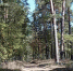 Бузулукский бор. Фото нацпарка - Ural56.Ru