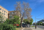 Засохшее дерево в Оренбурге, фото: местные жители